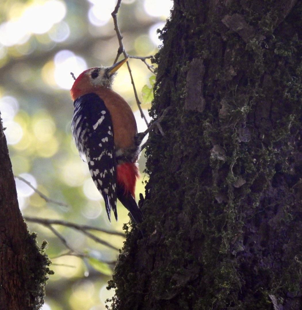 Rufous-bellied Woodpecker - ML638893098