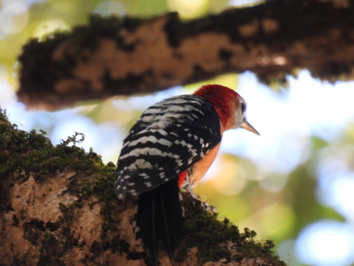 Rufous-bellied Woodpecker - ML638893099