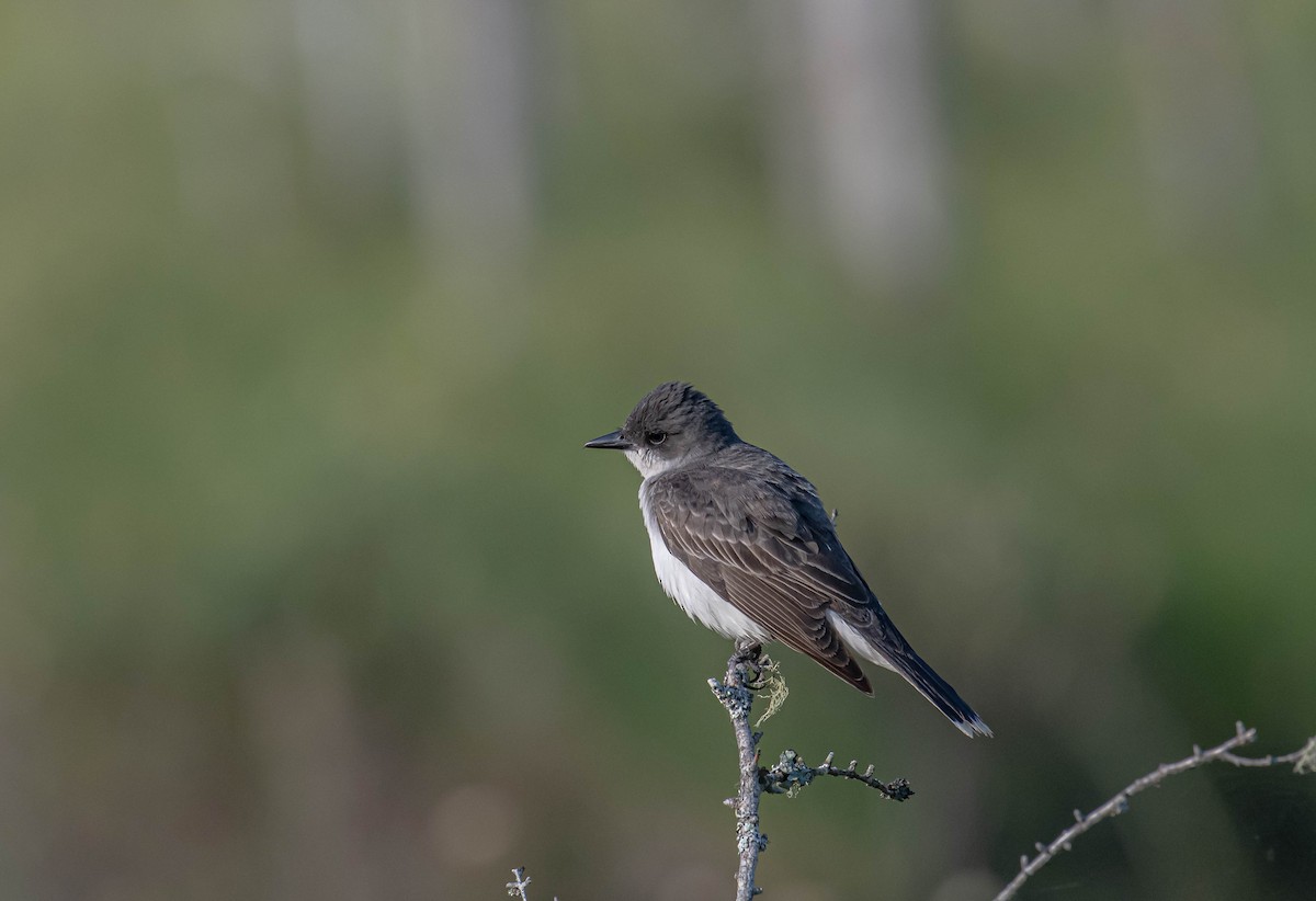 Eastern Kingbird - ML638893104