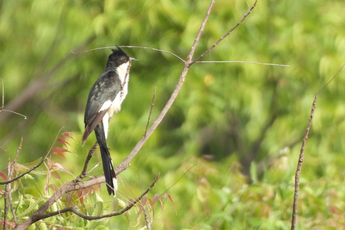 Pied Cuckoo - ML638893109