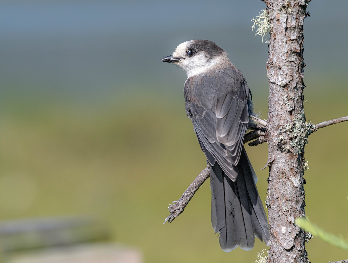 Canada Jay - ML638893112