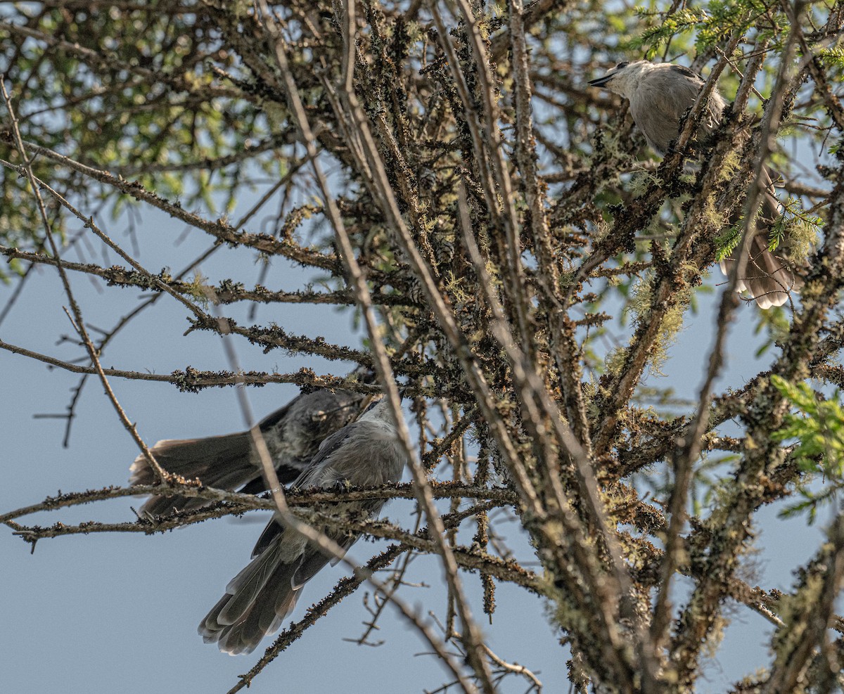 Canada Jay - ML638893113