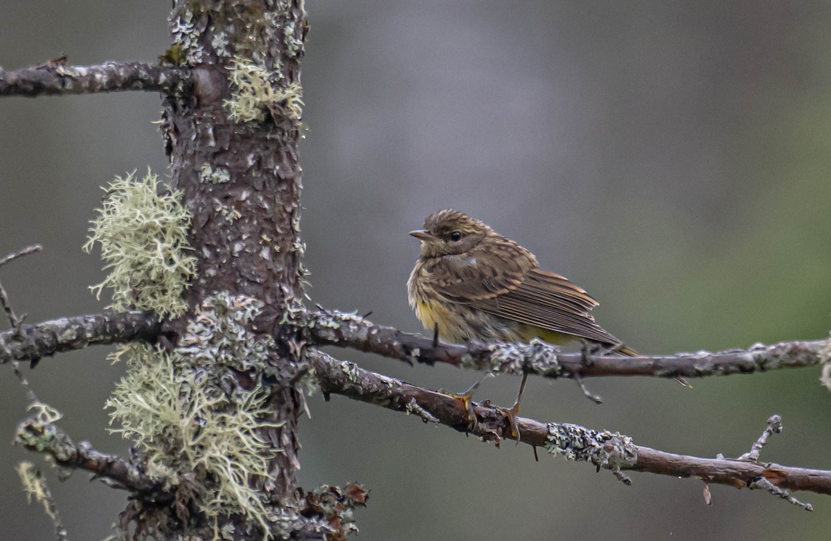 Palm Warbler - ML638893121