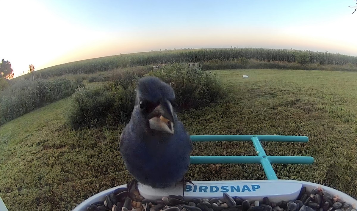 Blue Grosbeak - ML638893127