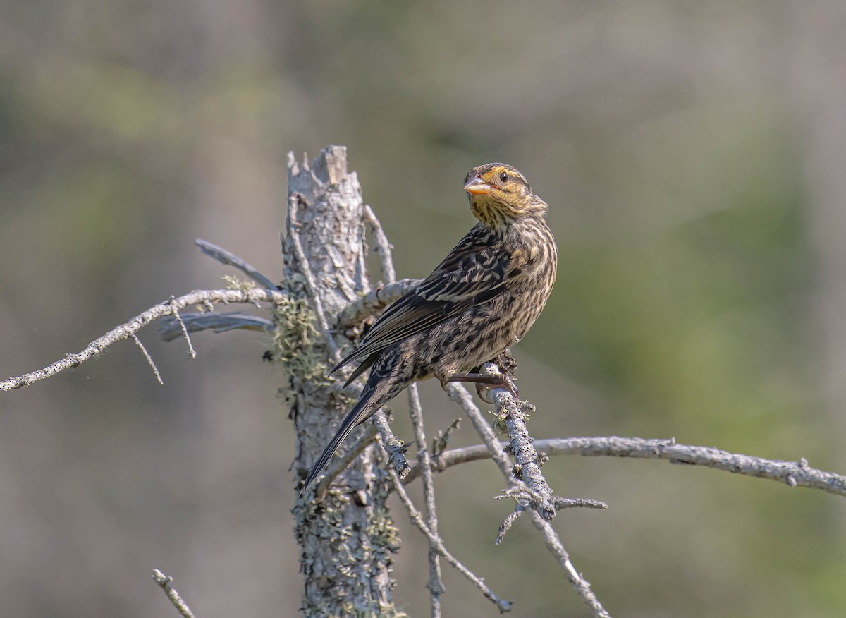 Red-winged Blackbird - ML638893132