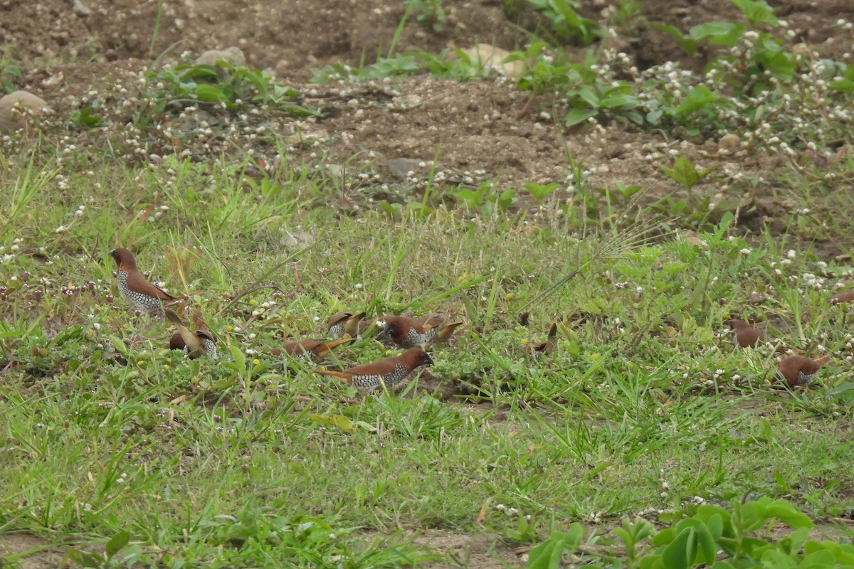Scaly-breasted Munia - ML638893157