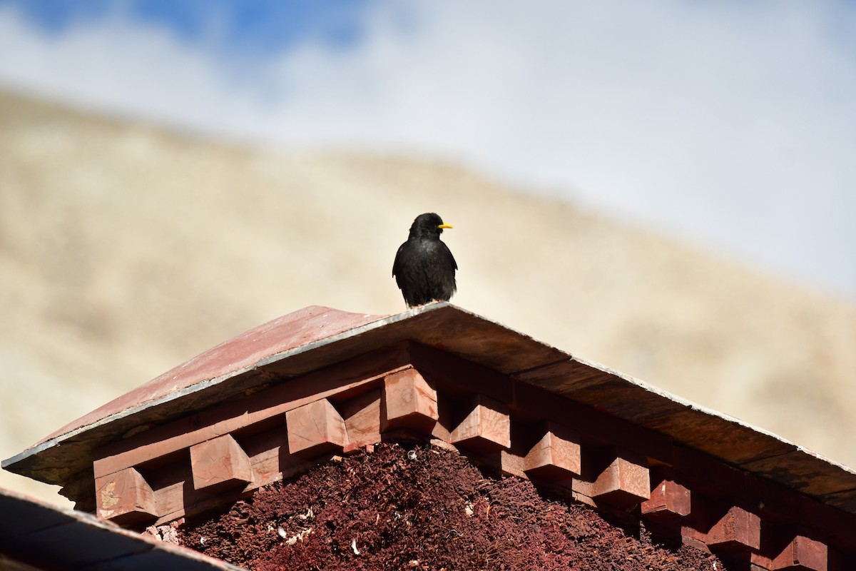 Yellow-billed Chough - ML638893181