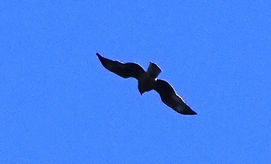 Little Eagle - ML638893194