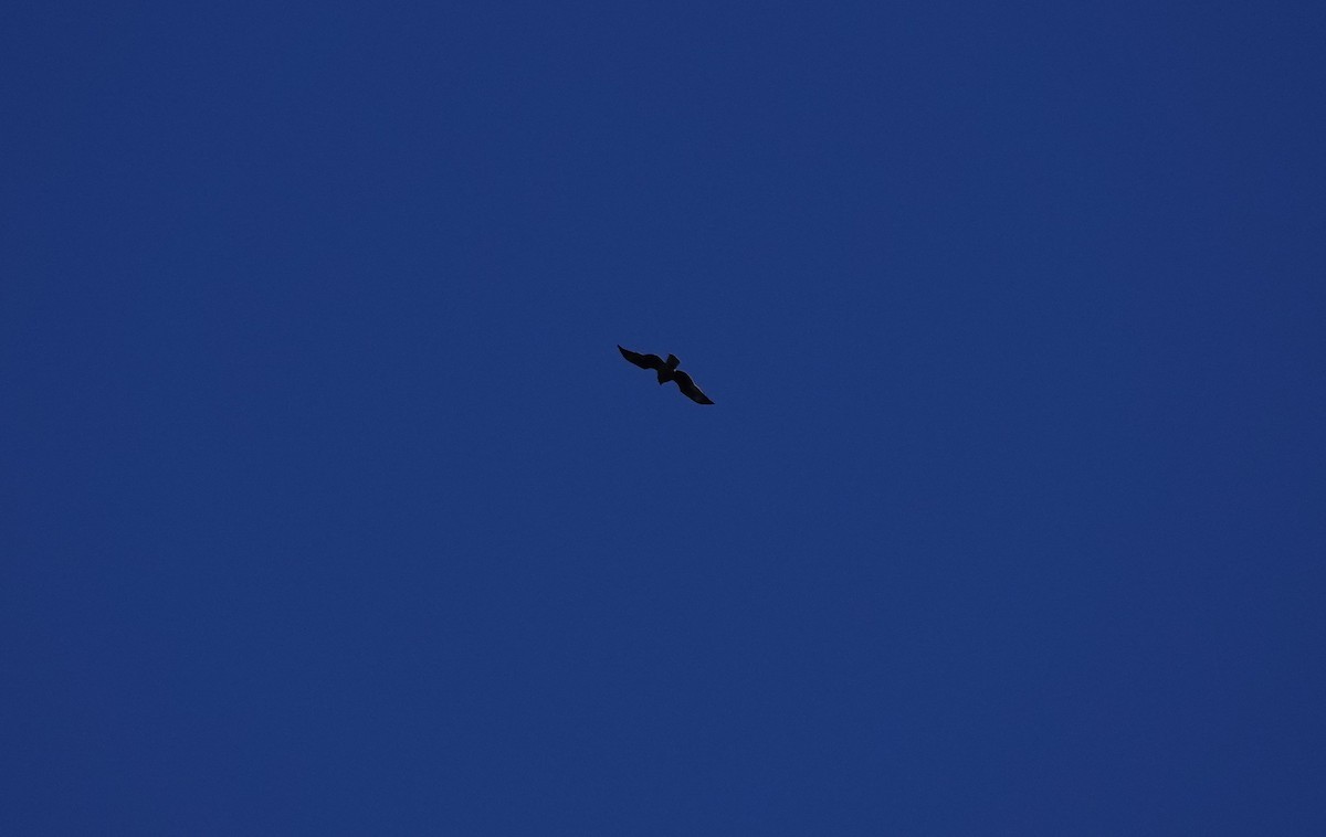 Little Eagle - ML638893195