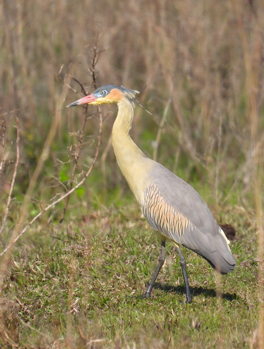 Whistling Heron - ML638893209