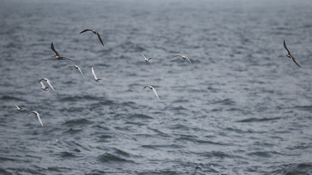 tøyleterne - ML638893222