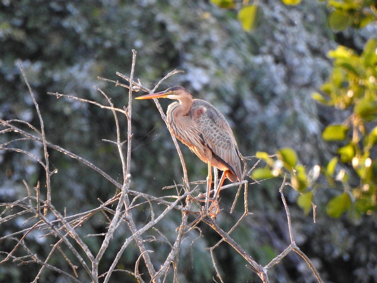 Зээрд дэглий - ML638893231