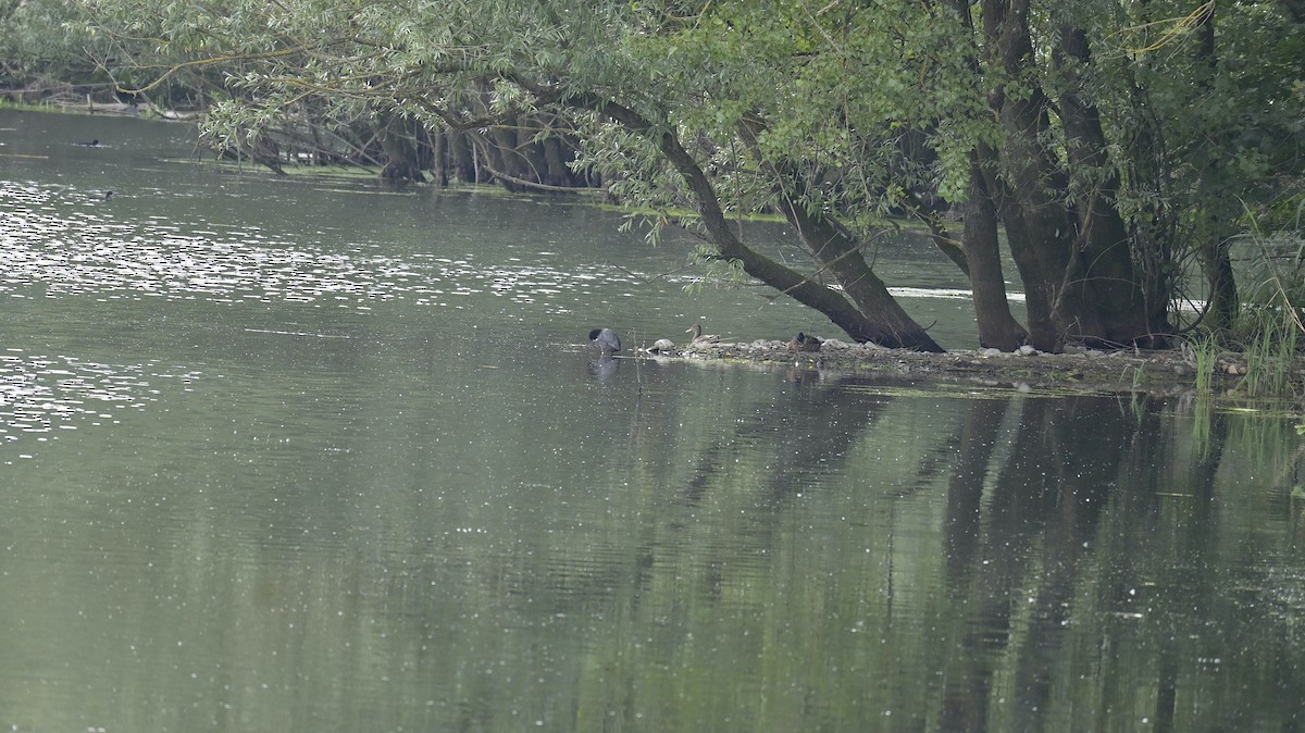 Eurasian Coot - ML638893237