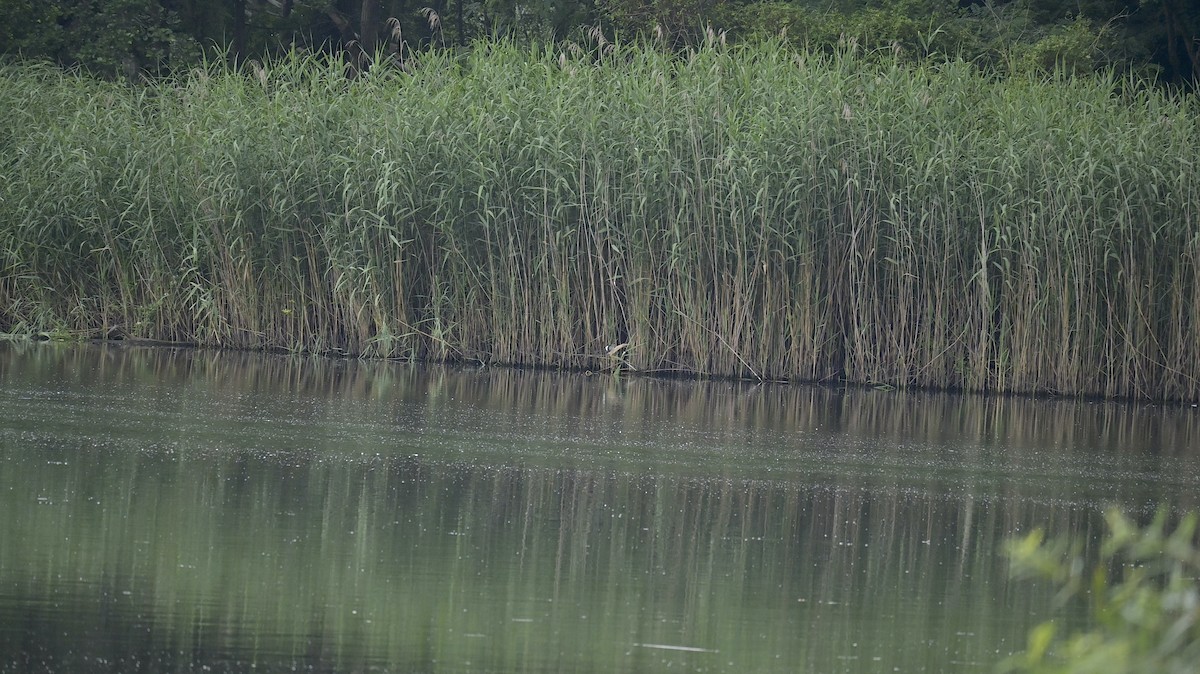 Little Bittern - ML638893271