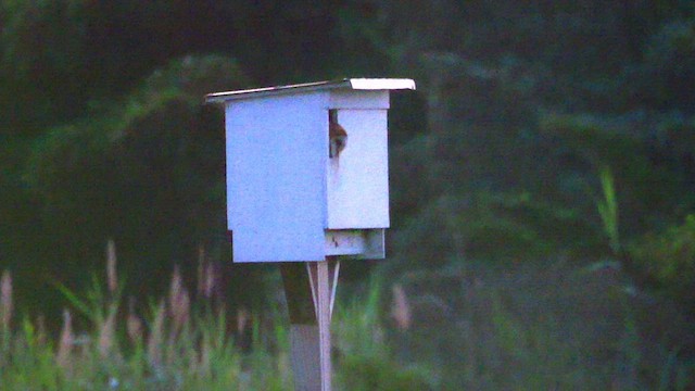 American Barn Owl - ML638893290