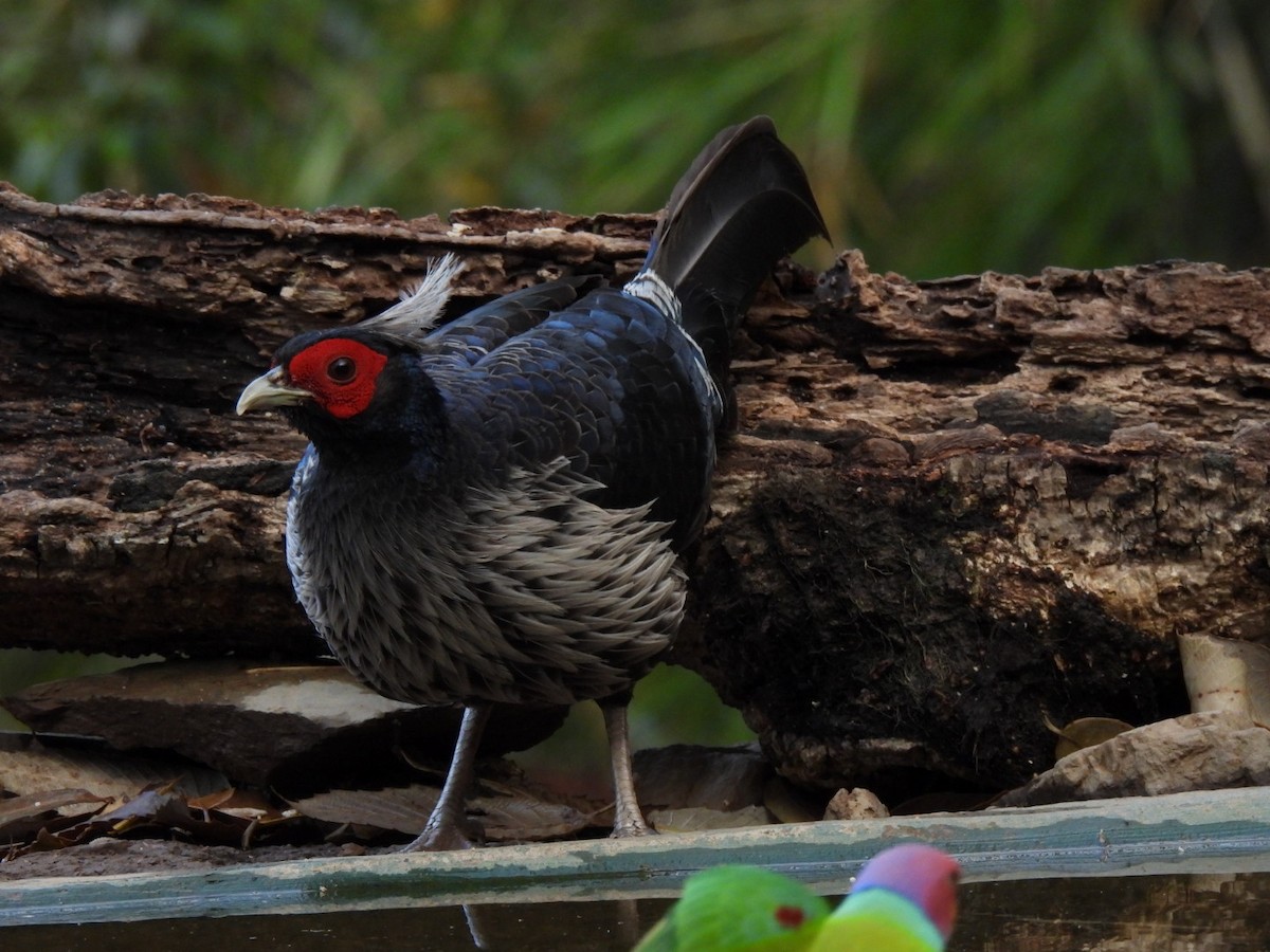Kalij Pheasant - ML638893306