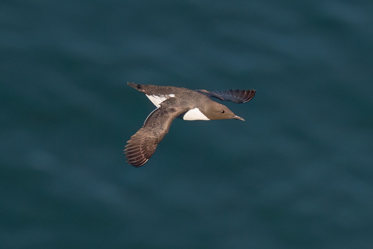 Common Murre - ML638893310