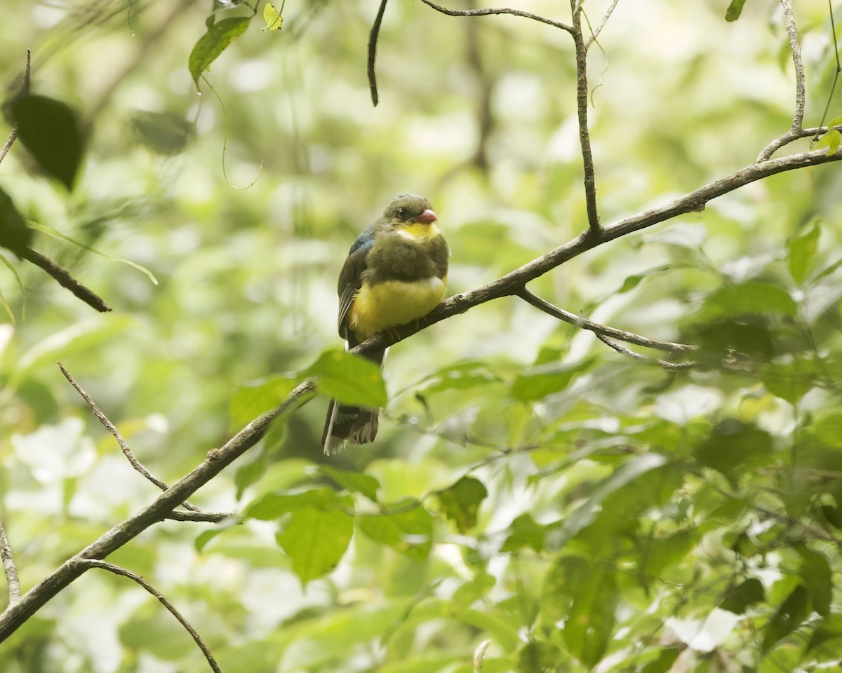 Javan Trogon - ML638893443