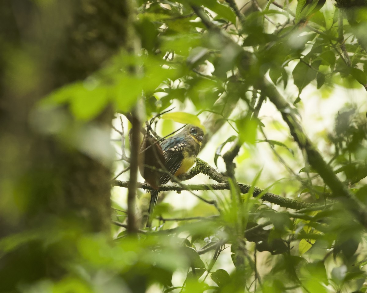 Javan Trogon - ML638893444
