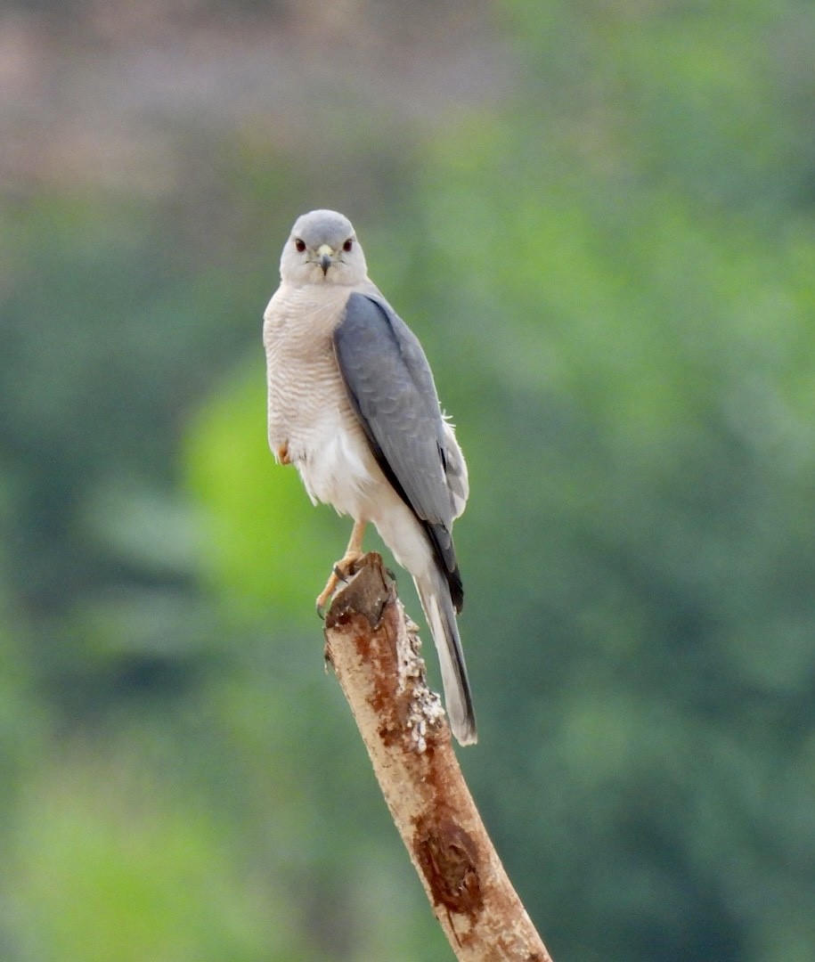 Shikra - ML638893466