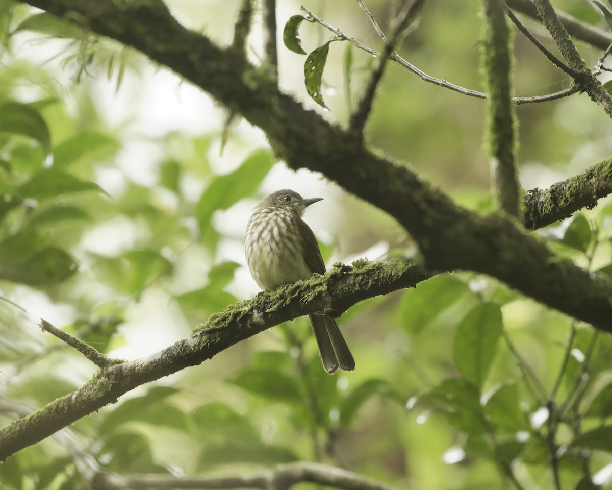 Javan Bulbul - ML638893468