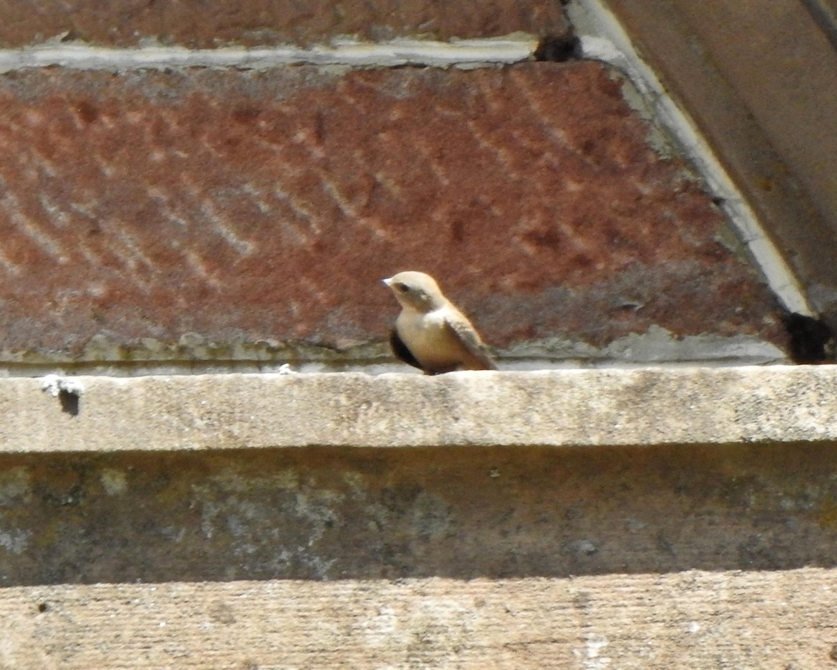 Харагчин хараацай - ML638893471