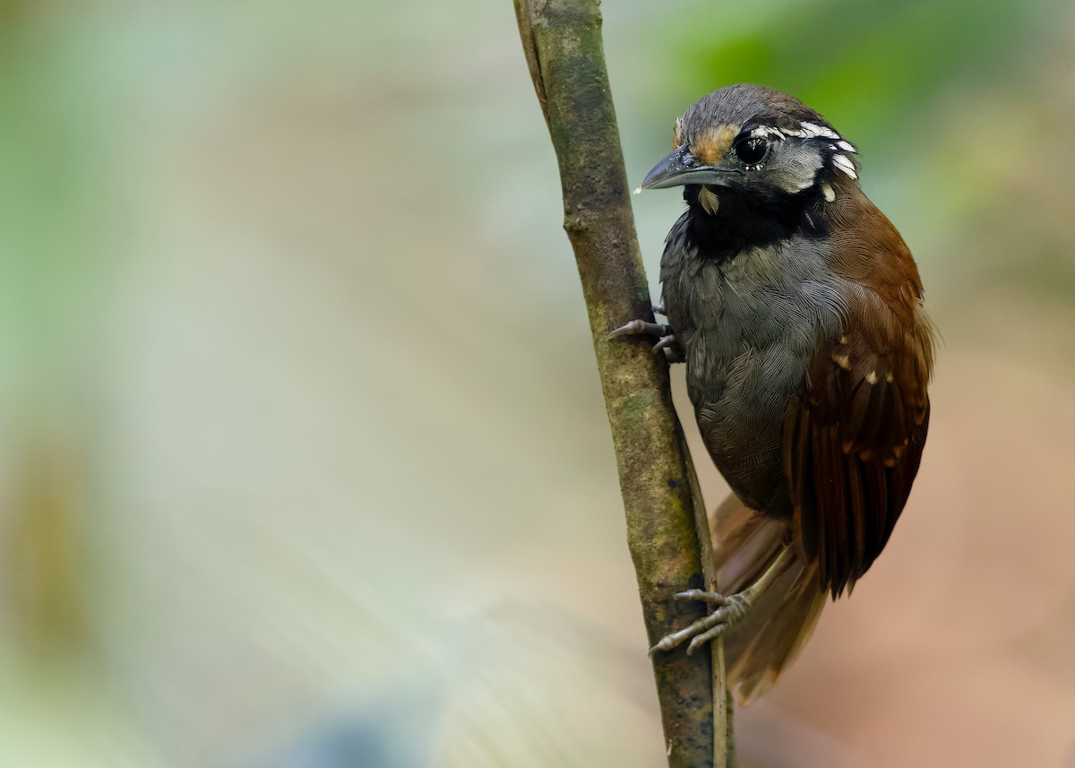 White-necked Babbler - ML638893491