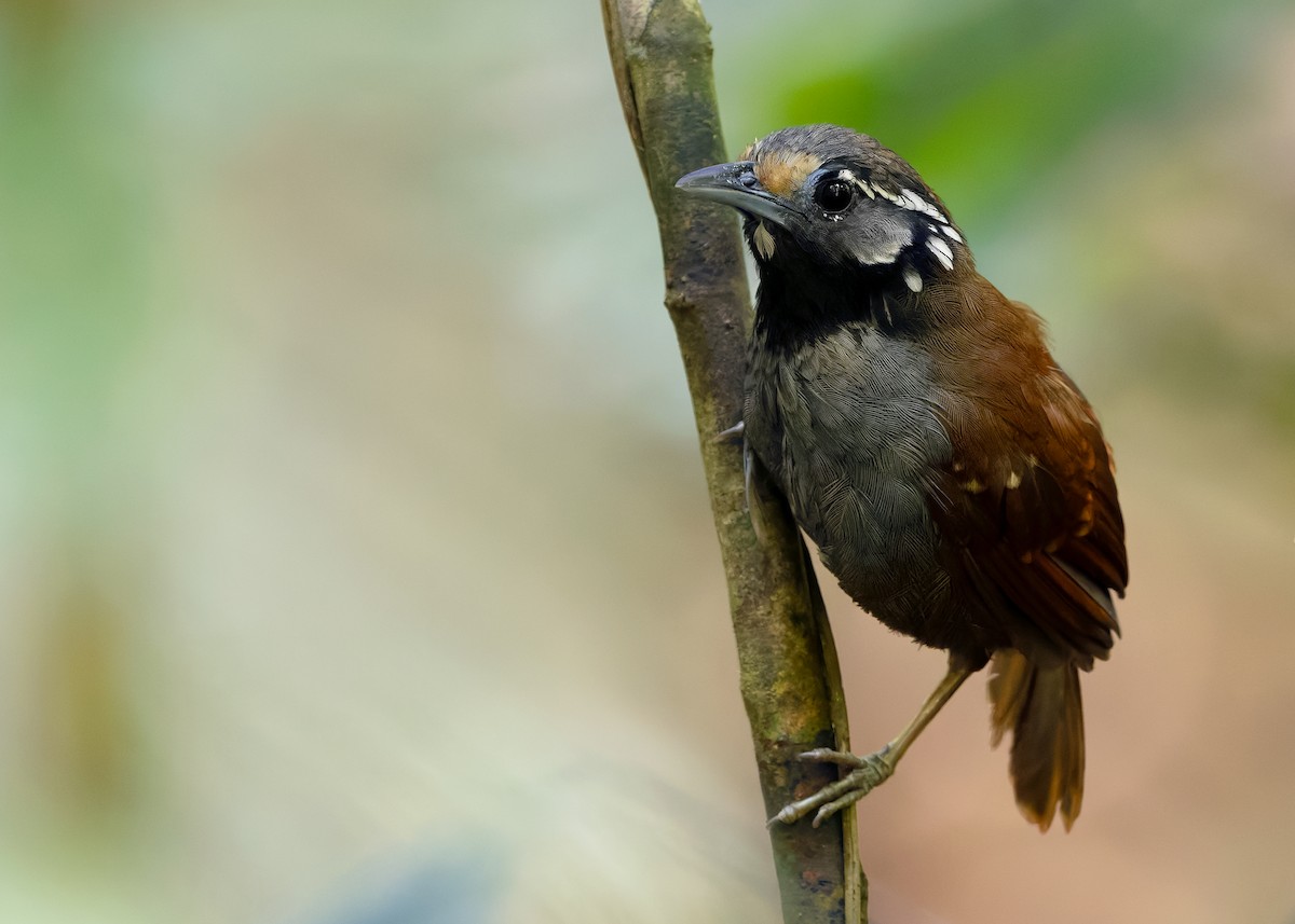 White-necked Babbler - ML638893492
