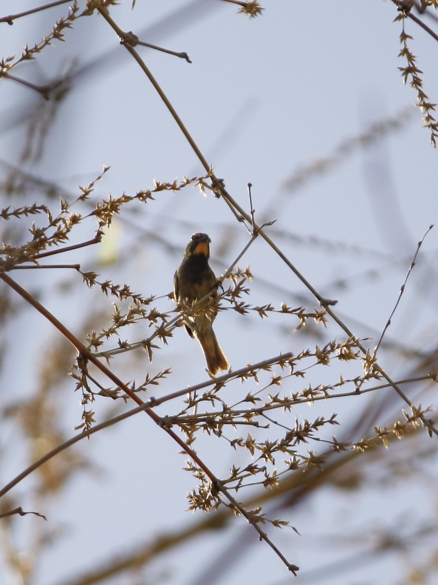 Yellow-faced Grassquit - ML638893494