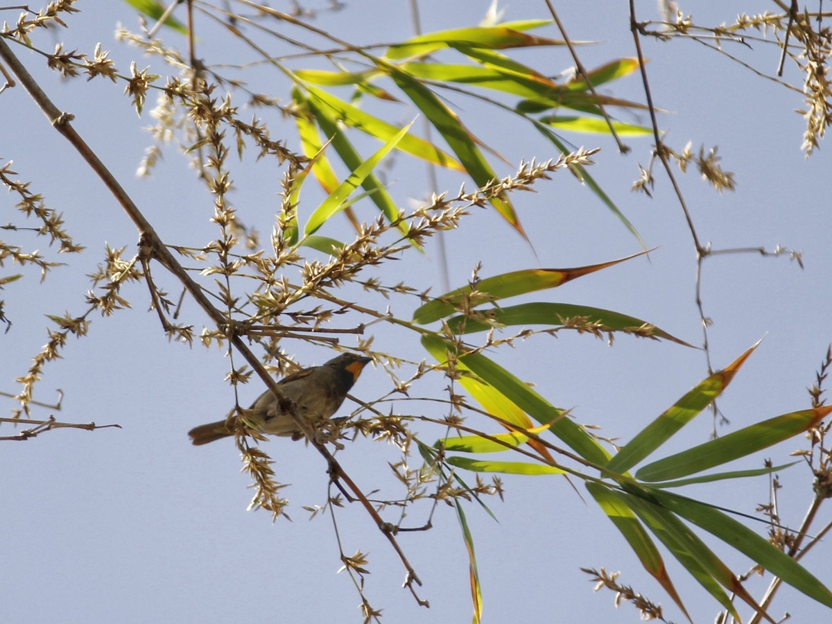 Yellow-faced Grassquit - ML638893495