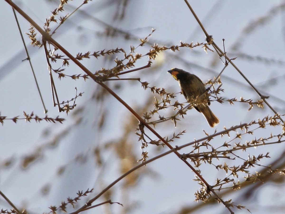 Yellow-faced Grassquit - ML638893496