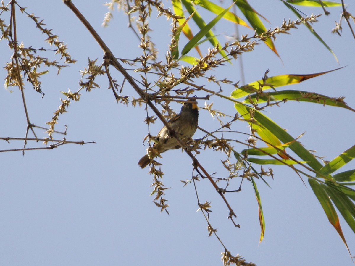 Yellow-faced Grassquit - ML638893497