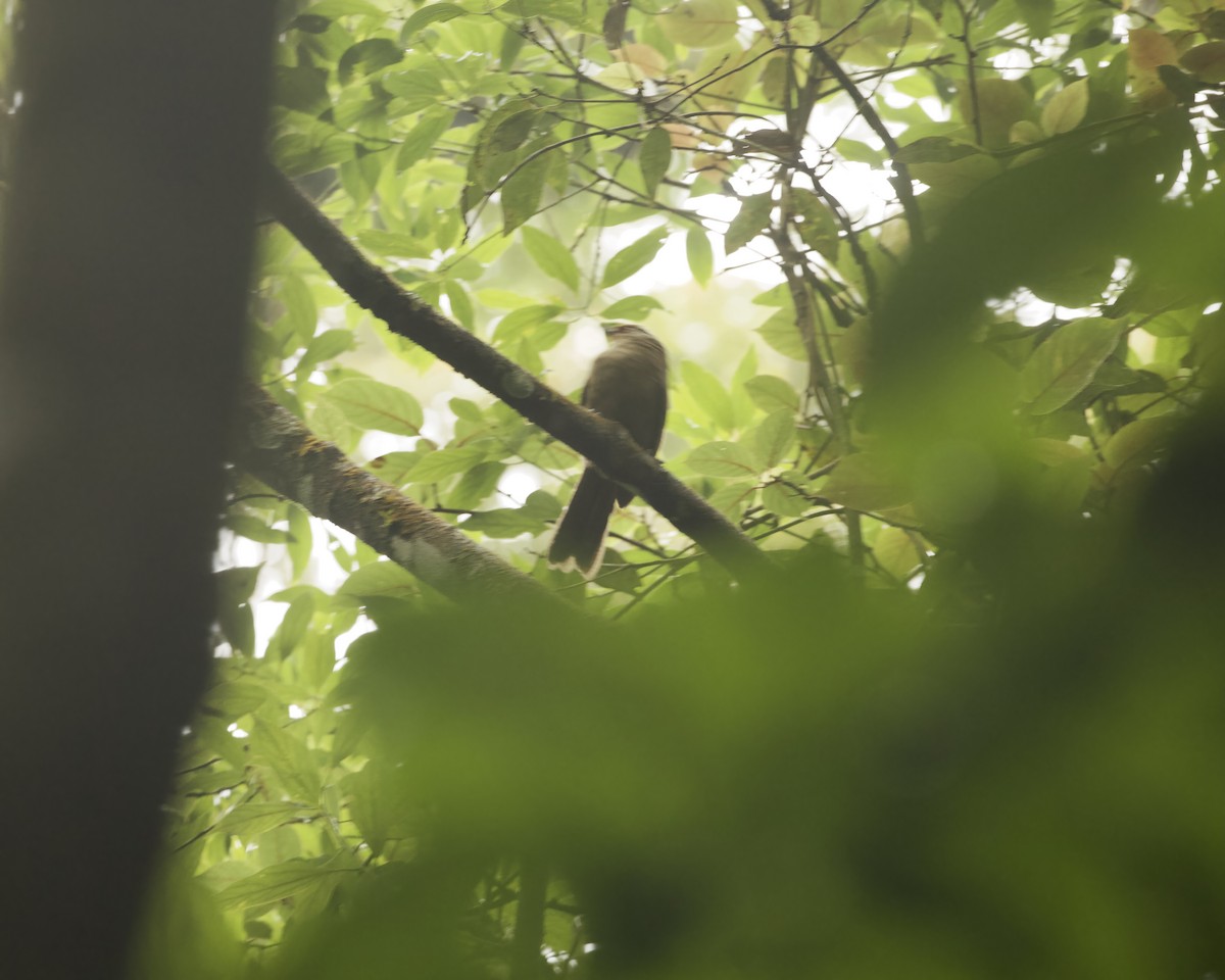 Rufous-fronted Laughingthrush - ML638893498