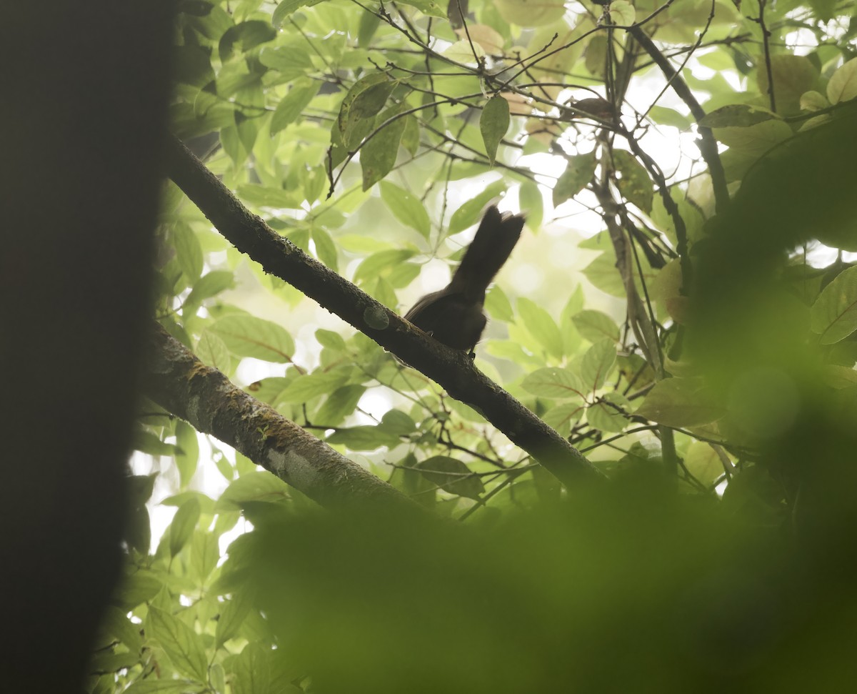 Rufous-fronted Laughingthrush - ML638893499