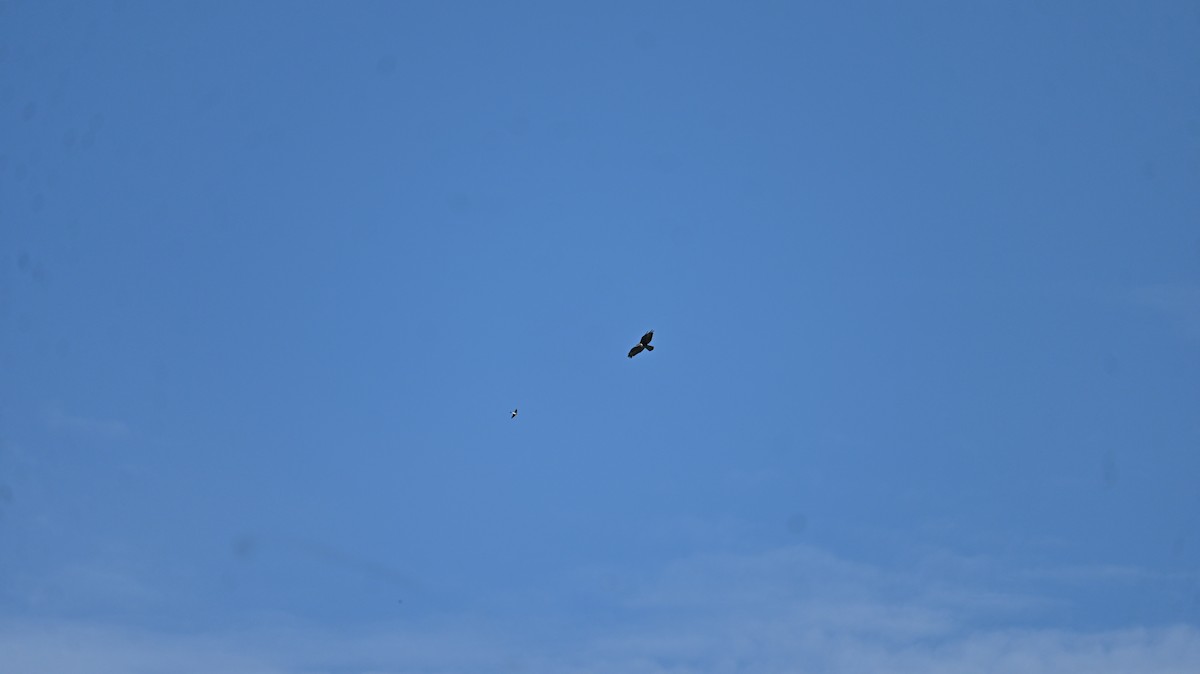 Western House-Martin - ML638893505