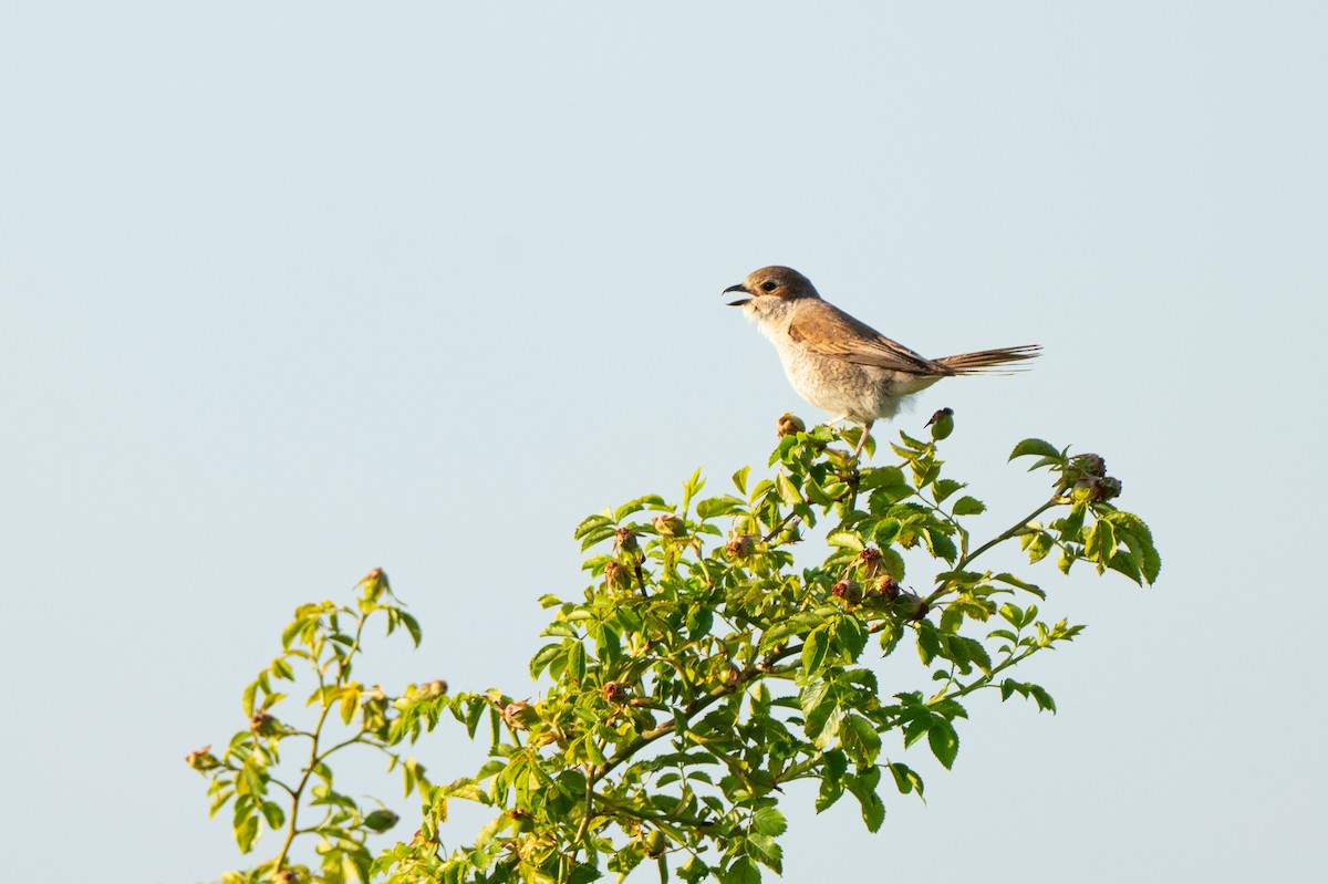 Red-backed Shrike - ML638893508