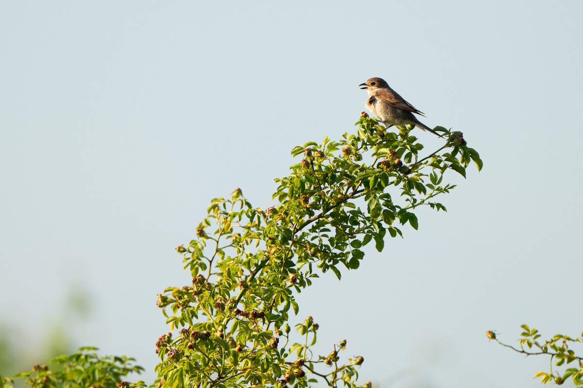 Red-backed Shrike - ML638893509