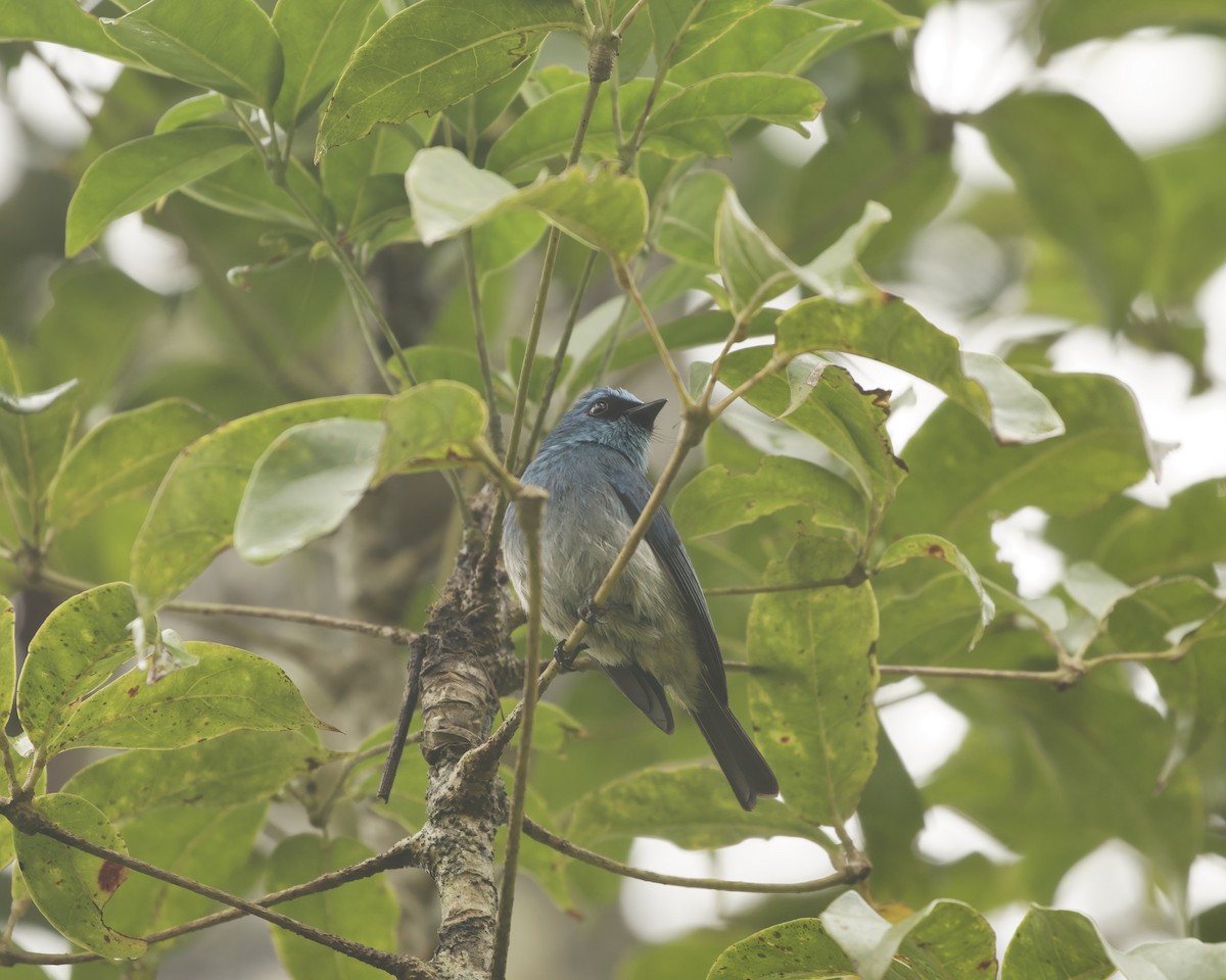 Indigo Flycatcher (Javan) - ML638893512