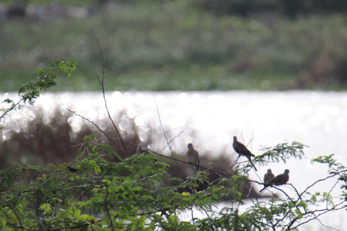 Spotted Dove - ML638893513