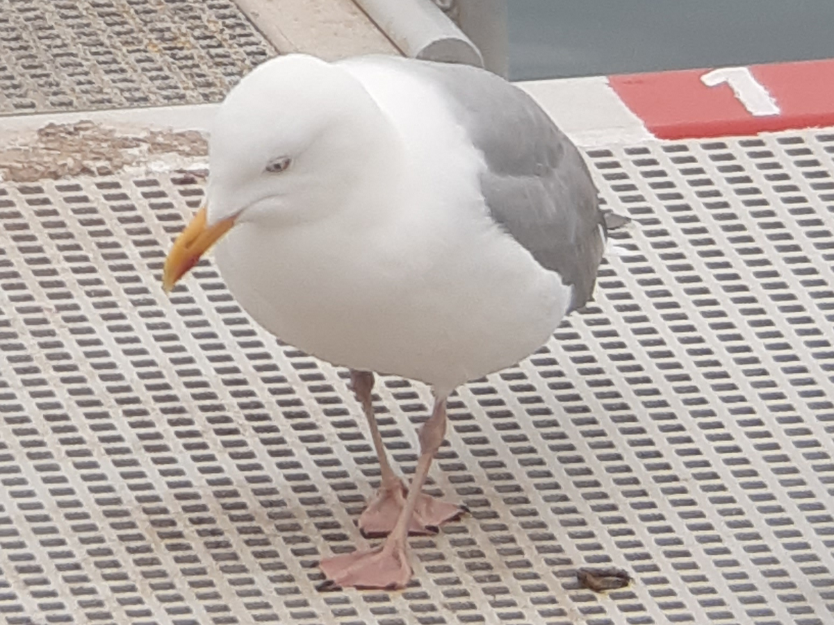 European Herring Gull - ML638893514