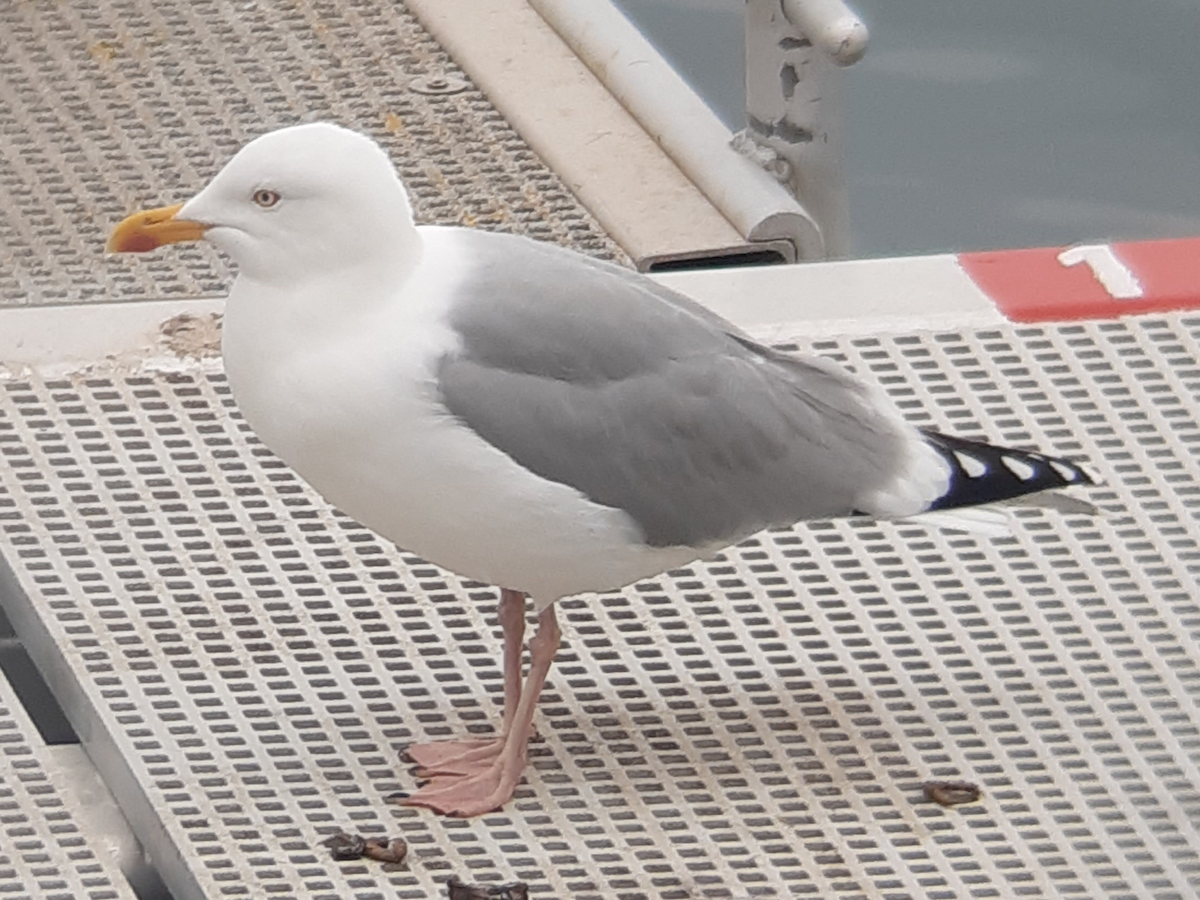 European Herring Gull - ML638893515