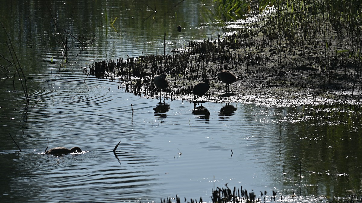 Eurasian Coot - ML638893516