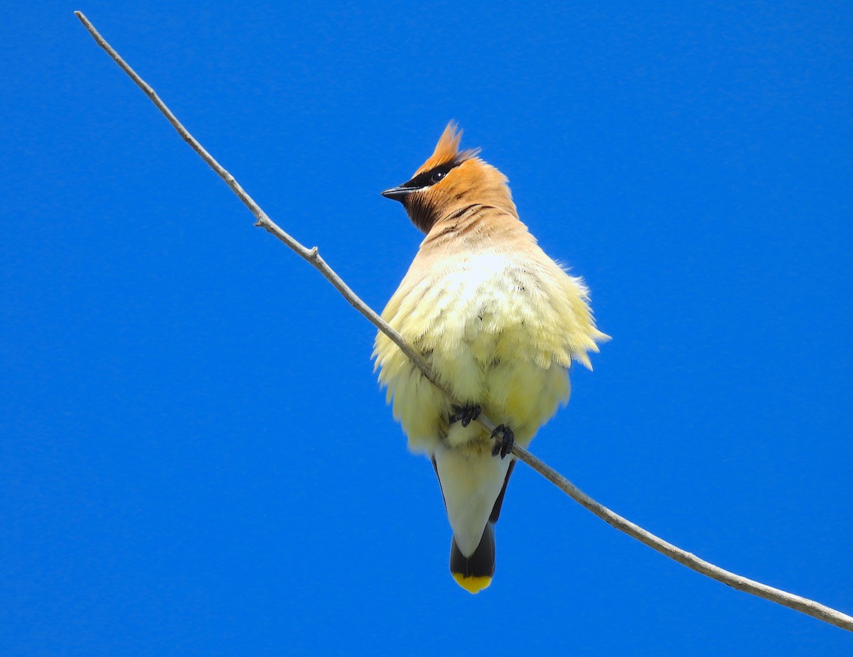 Cedar Waxwing - ML638893517
