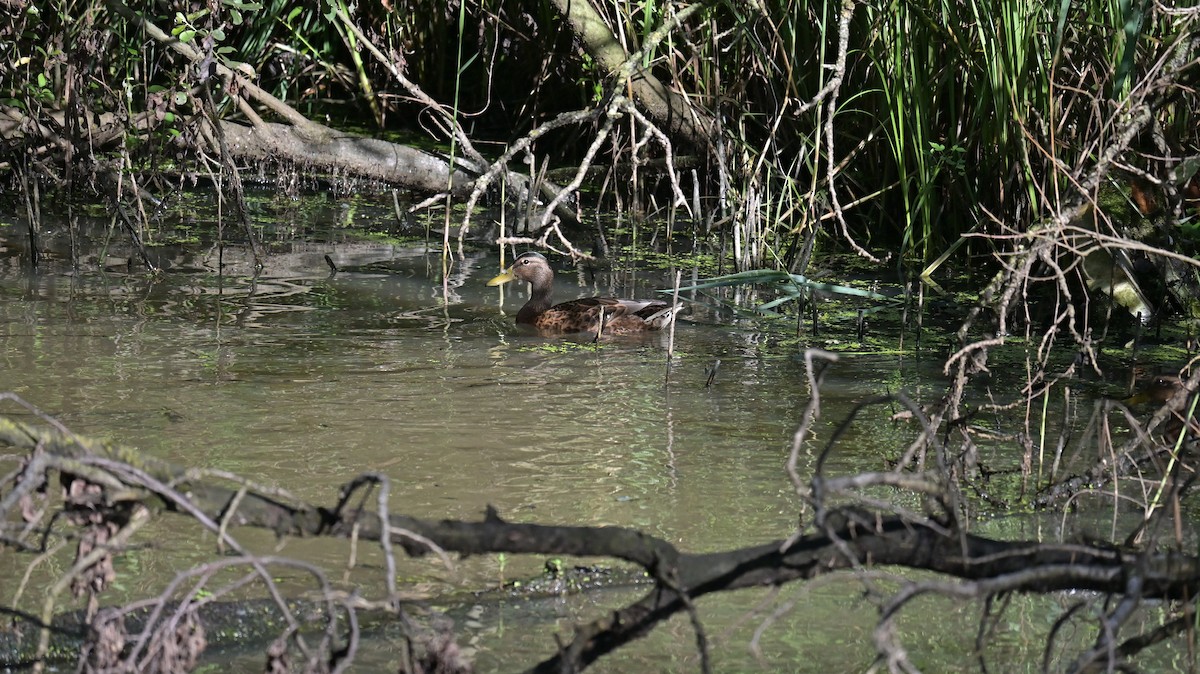 Mallard - ML638893518