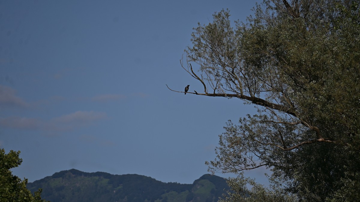 Hooded Crow - ML638893521