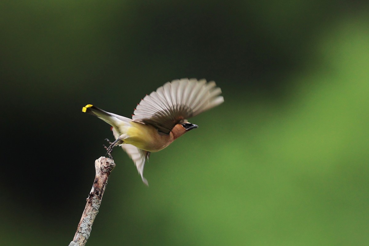 Cedar Waxwing - ML638893570