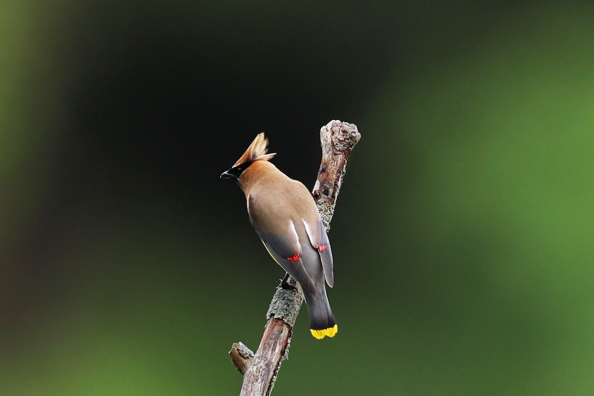 Cedar Waxwing - ML638893571