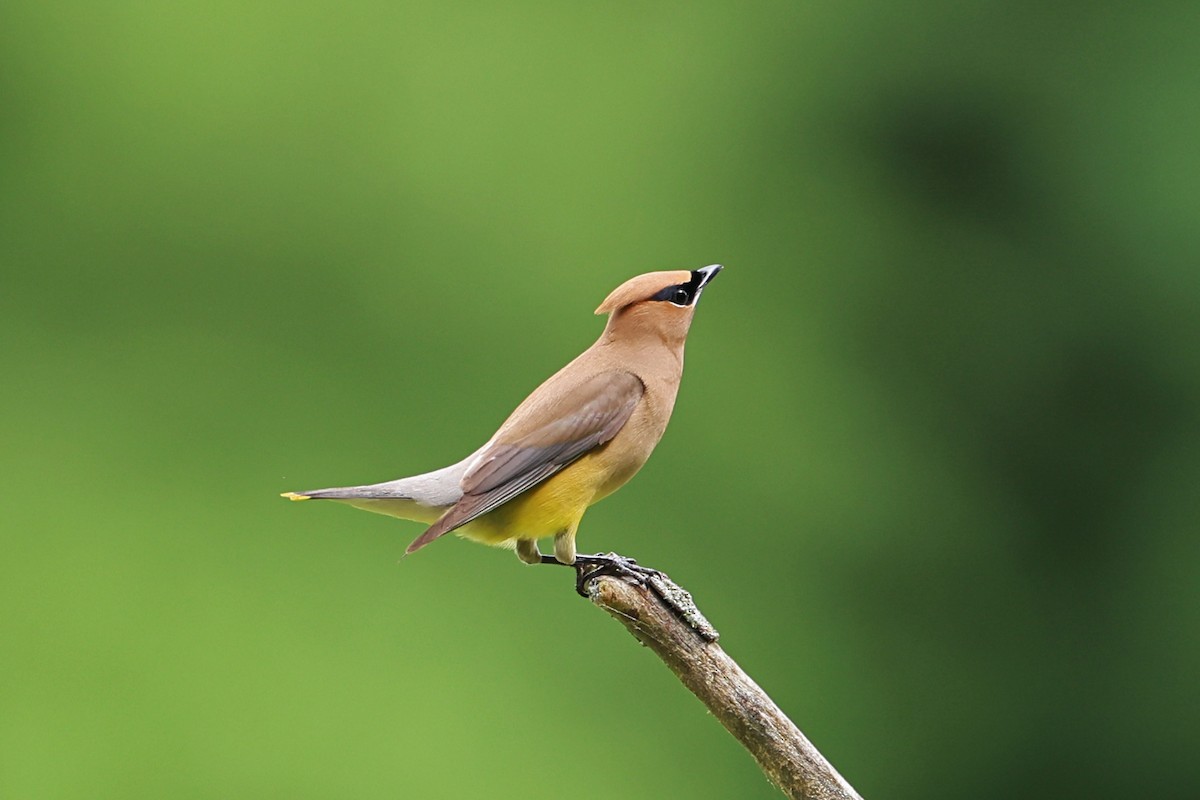 Cedar Waxwing - ML638893572