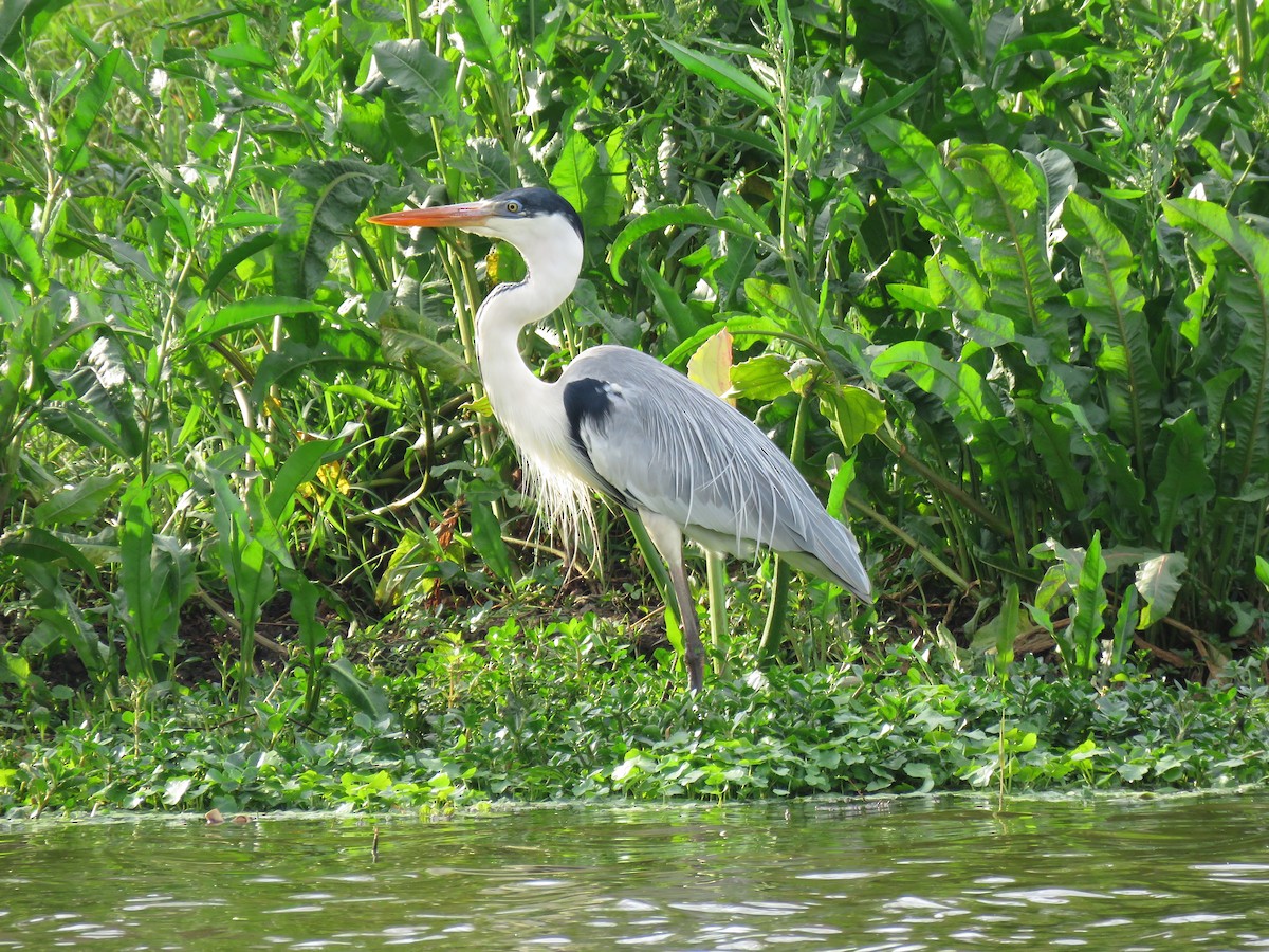 Cocoi Heron - ML638893576