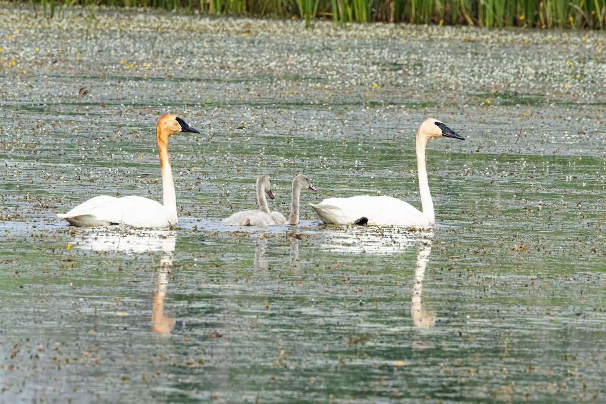 Trumpeter Swan - ML638893632